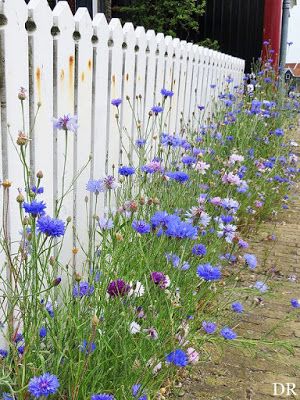 Bookish Ambition: The Pickety Fence Cottage Garden Design Ideas, Country Garden Flowers, Funny Vine, Side Yards, Flowers Growing, Cottage Garden Design, Flower Garden Design, White Picket Fence, Cottage Gardens