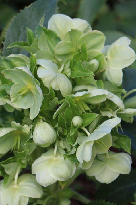 **Gorgeous pale green Helleborus flowers Lenten Rose, Flower Guide, Christmas Rose, Green Theme, White Gardens, Shade Plants, Green Garden, Spring Blooms, Spring Green