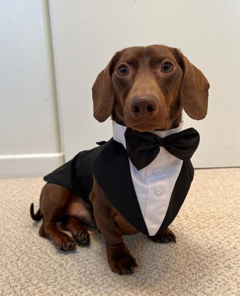 Dog In A Suit, Tuxedo Wedding Party, Dog In Suit, Dog Tuxedo Wedding, Dog Tux, Formal Dog, Prince Wedding, Dog Wedding Attire, Dog Tuxedo