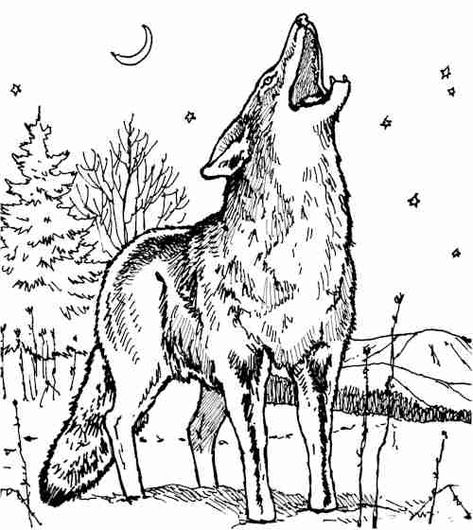 Print Out Coloring Pages, Coyote Drawing, Coyote Tattoo, Coyote Animal, Wood Burning Patterns Stencil, Wolf Tattoo Sleeve, Men Tattoos Arm Sleeve, Western Tattoos, Western Artwork