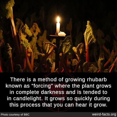 Growing Rhubarb, Unbelievable Facts, Science Facts, The More You Know, Edible Garden, History Facts, The Plant, Rhubarb, Dream Garden