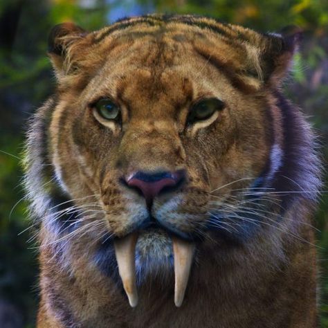 Sabretooth Tiger, Ghost Face Wallpaper Aesthetic, Saber Toothed Tiger, Sabertooth Tiger, Big Cats Photography, Ancient Mexico, Albino Animals, Big Cats Art, Wild Fire