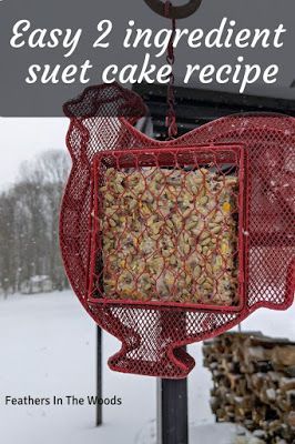 Simple suet recipe. Make your own suet and cut it into blocks for use in your suet holders. Use extras to make suet balls for birds in winter. Squrriel Proof Bird Feeder Diy, Bark Butter For Birds Recipe, Suet Recipe, Backyard Birds Feeders, Backyard Birds Sanctuary, Suet Bird Feeder, Bird Suet, Suet Cakes, Bird Seed Ornaments