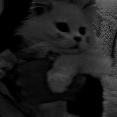 Aesthetic Cat Pfp Dark, Cute Dark Aesthetic Pfp, Soft Black Aesthetic Icon, Dark Icons Aesthetic Tumblr, Cats Aesthetic Dark, Soft Grunge Icons, Dark Black Aesthetic Icon, Dark Aesthetic Anime Icons, Black Aesthetic Cat