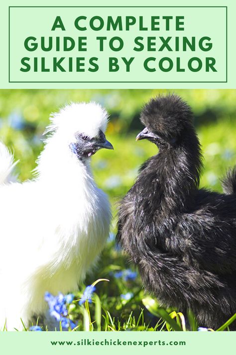 Silky Bantam Chickens, Silkie Breeding Pens, Silkie Cross Breeds, Silkie Hens Vs Roosters, Bantam Silkie Chickens, Raising Silkie Chickens, Silkie Chicken Coop Ideas, Silkie Coop, Silkies Chickens