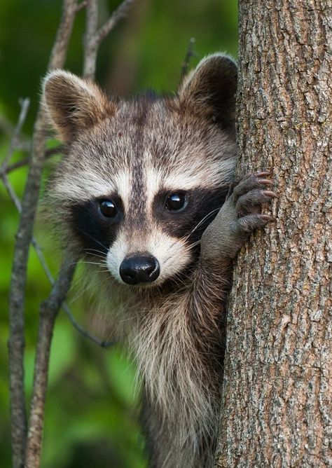 Matt Hansen, North American Wildlife, Cute Raccoon, Airbrush Art, Racoon, Woodland Creatures, Cute Animal Pictures, Sweet Animals, Animal Photo