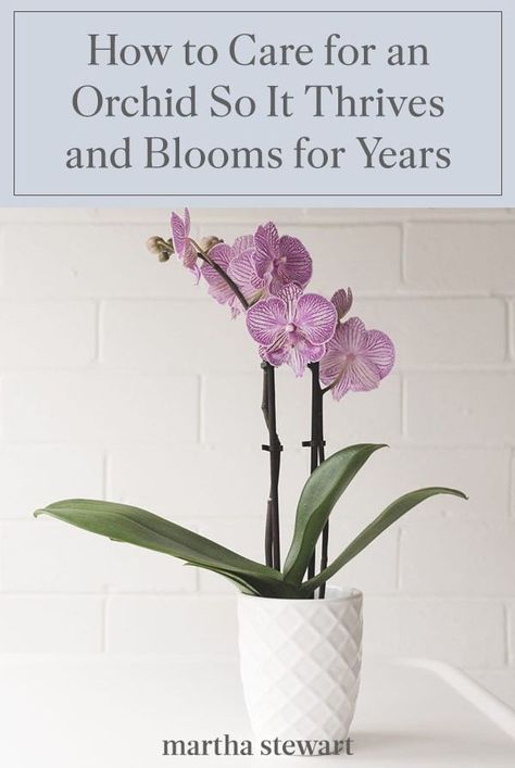 Caring For An Orchid Plant, How To Water An Orchid, Caring For Orchids After Blooming, How To Get Orchids To Bloom Again, How To Take Care Of An Orchid, How To Water Orchids Correctly, How To Make Orchids Bloom Again, Orchid Care For Beginners, How To Care For Orchids Indoors