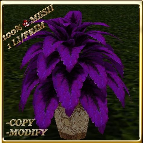 Second Life Marketplace - LW_ Potted Coleus Plant Mesh - Genus 2 - Purple Black Purple Coleus Plant, Coleus Plant, Florida Landscaping, New Flowers, Decorative Pots, Flowers Plants, Landscaping Ideas, Second Life, Purple Black