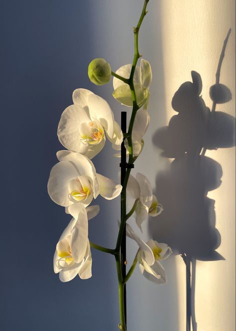 Orchid In Nature, Orchid Flower Aesthetic, Orchids Aesthetic, Japanese Florals, Dorm Plants, Orchid Aesthetic, Blurry Lights, Orchid Photography, Orchid Flower Arrangements