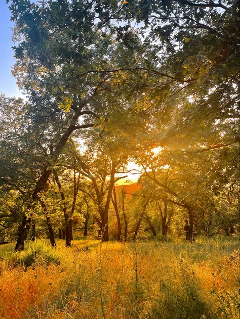 Backyard Painting, Meadow Sunset, Sunset Meadow, Sunset Garden, Vision 2024, Meadow Garden, Character Board, Brain Dump, Inspirational Images