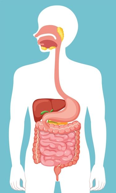 Free vector human medical digestive syst... | Free Vector #Freepik #freevector #digestive-system #gastrointestinal #physiology #intestine Importance Of Sports, Chronic Bad Breath, Healthy Gut Diet, Human Digestive System, Systems Art, Gastrointestinal System, Global Population, Mind Blowing Facts, Printable Checklist