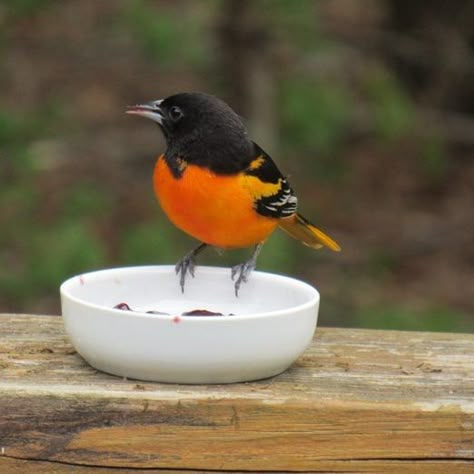 Oriole Bird Feeders Diy, Bird Feeder Baffle, Homemade Bird Feeder, Oriole Bird Feeders, Backyard Birds Watching, Butterfly Feeders, Backyard Birds Sanctuary, Backyard Birds Feeders, Bird Suet