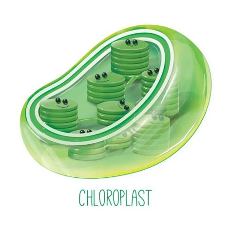 Cute chloroplast Science Drawing, Biology Classroom, High School Biology, Biology Art, Cell Biology, Desain Editorial, Science Illustration, Plant Cell, Biology Lessons