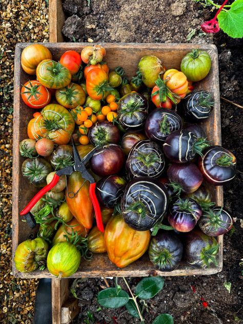 We are making the most of the last few tomato harvests of 2024 here at the She Grows Veg trial garden. Soon the poly tunnel will be all cleared and replanted ready for winter 👩‍🌾🍅   Late season tomatoes have their own beauty, the skins can be a bit more gnarly but they’re still just as juicy and sweet. Perfect for late season salads, sauces and chutneys!   In this basket:  🍅 Black Beauty 🍅 Jersey Devil  🍅 Sungold Select  🍅 Ananas Noir  🍅 Green Giant  🍅 Indigo Rose Poly Tunnel, Heirloom Tomato Seeds, Herb Shop, Radish Salad, Harvest Basket, Rare Seeds, Harvest Recipes, Salad Leaves, Green Giant