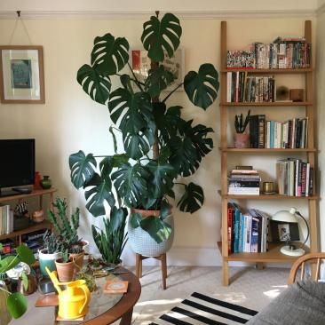 Monstera Support, Monsters Plant, Monstera Deliciosa Indoor, Monstera Plant Support, Monstera Indoor, Big Indoor Plants, Monstera Plants, Plant House, Swiss Cheese Plant