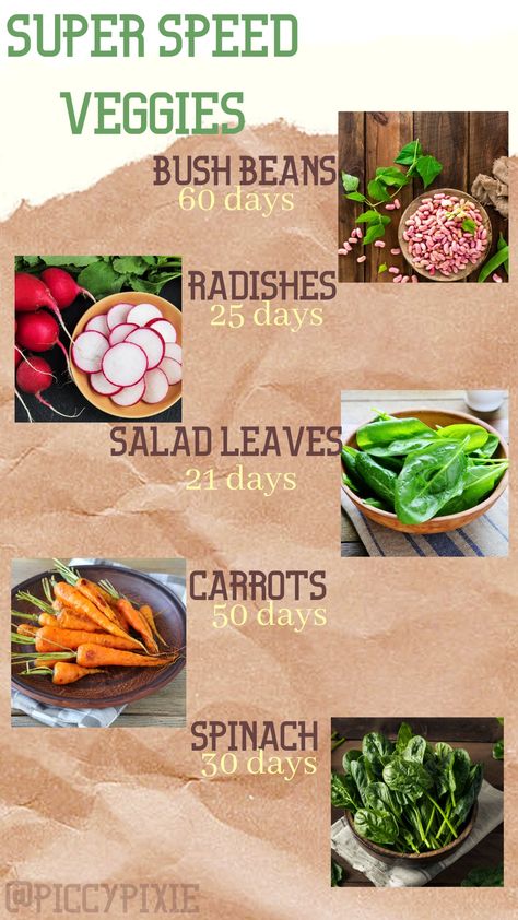 The five fastest growing vegetables! Bush Beans Radishes Salad Leaves Carrots Spinach From Sow to Harvest by Piccy Pixie Made in Canva Pro Growing Radishes From Seed, Fastest Growing Vegetables, How To Grow Radishes From Seeds, Radishes Salad, Radish Substitute For Potatoes, Grow Spinach, Yellow Radish, Radish Harvest, Fast Growing Vegetables