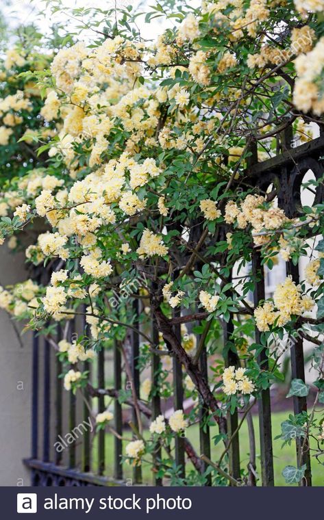 Rosa banksiae - Lady Banks rose - April Stock Photo - Alamy Rosa Banksiae, Subtropical Garden, Plantas Exterior, Lady Banks Rose, Flower Studies, Rose Marie, Fence Landscaping, Tea Roses, Landscape Ideas