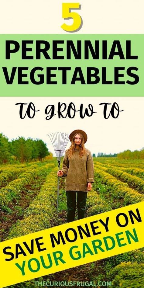 Perennial vegetables give you the most bang for your buck if you want to save money on gardening. Plant these 5 vegetables once, and enjoy the veggies year after year. Perennial veg are a frugal garden hack whether you have an urban garden or a country homestead. | save money on food, save money on groceries, gardening tips, gardening hacks Garden Hack, Country Homestead, Save Money On Food, Frugal Gardening, Pasta Sauce Homemade, Diy Food Gifts, Perennial Vegetables, Vegetable Garden For Beginners, Frugal Lifestyle