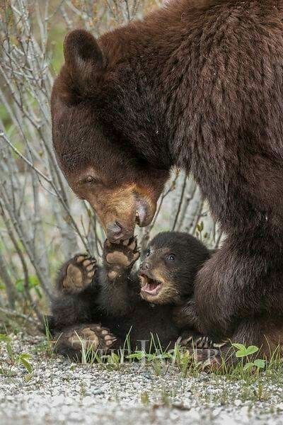 Baby Bears, Adorable Kitten, Rare Animals, Baby Animals Funny, Bear Cubs, Cute Kittens, Sweet Animals, Baby Bear, Black Bear