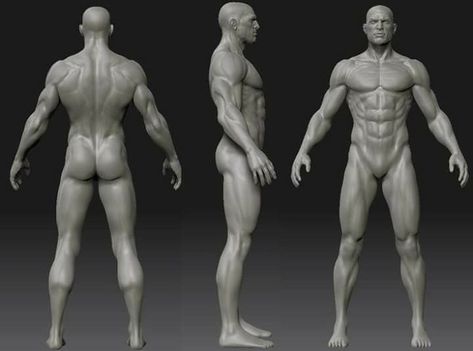 Muscle Study, Sketches Model, Anatomy Male, Zbrush Anatomy, Human Anatomy Model, Animated Anatomy, Blender Character Modeling, Human Anatomy Reference, Character Turnaround