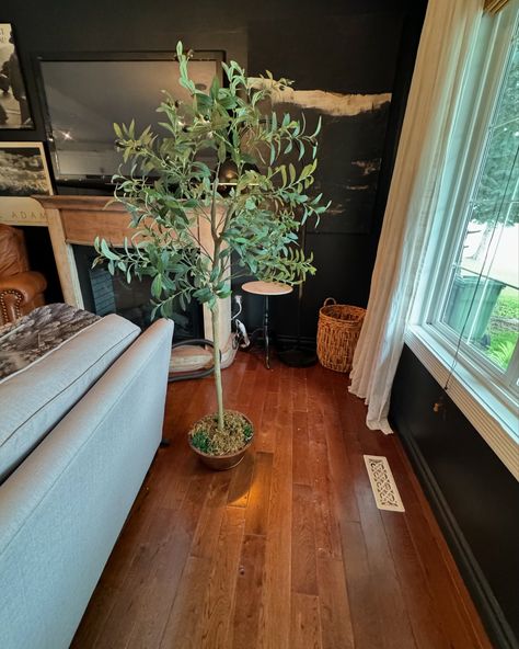 Love this faux olive tree from @amazon! It’s so affordable, very realistic looking & adds some beautiful greenery to a corner of this room that doesn’t get enough light for most real plants. It came in about a 6” pot, so we simply put it in an oversized basket from @marshallscanada. A great example of how the little details make a huge difference😎 #amazon #amazonfinds #marshalls #marshallscanada #fauxplants #livingroom #cozy #cozyhome #home Faux Olive Tree, Real Plants, Olive Tree, Faux Plants, Cozy House, Things To Come, Living Room, Plants, Quick Saves