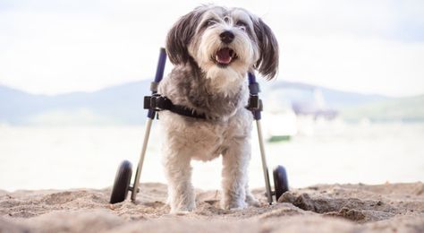 How Does a Paralyzed Dog Go to the Bathroom? Paralyzed Dog, Dog Wheelchair, Disabled Dog, Dog Pee, Dog Cleaning, Dog Diapers, Dogs Pooping, Regular Exercise, The Bathroom