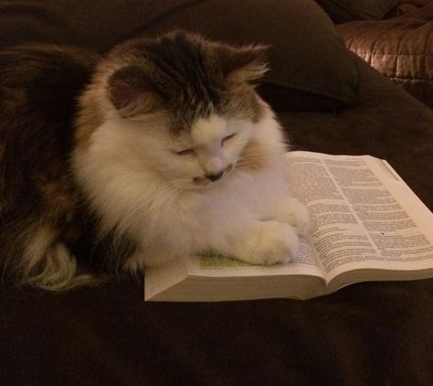 Pray Aesthetics, Praying Aesthetic, Praying Cat, Faith Based Jewelry, Christian Affirmations, Cat Reading, Christian Videos, Cat Icon, Jesus Is Life