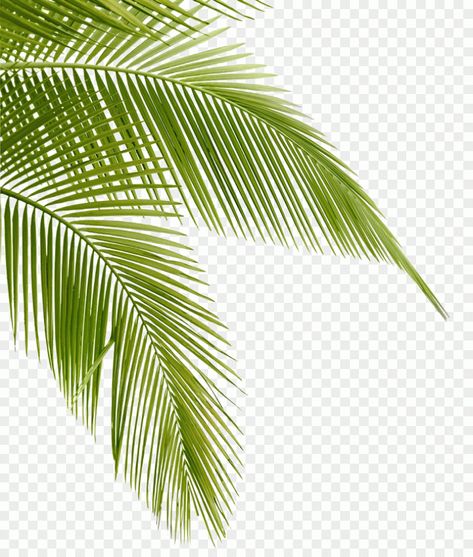 Artificial palm leaves