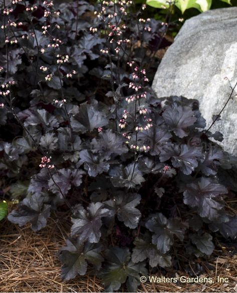 Heuchera Black Pearl Heuchera Midnight Rose, Black Pearl Heuchera, Heuchera Paris, Purple Heuchera, Heuchera Black Pearl, Black Hydrangea, Heuchera Palace Purple, Garden Front Of House, Plant Structure