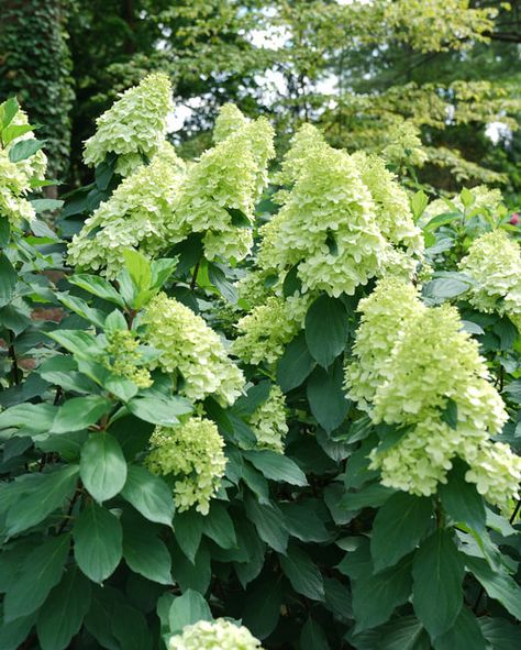 Limelight Prime® Hydrangea from Proven Winners Color Choice Shrubs Limelight Prime Hydrangea, Hydrangea Inspiration, Arid Garden, Hydrangea Limelight, Hyacinth Bean Vine, Hydrangea Landscaping, Spinach Seeds, Limelight Hydrangea, Spring House