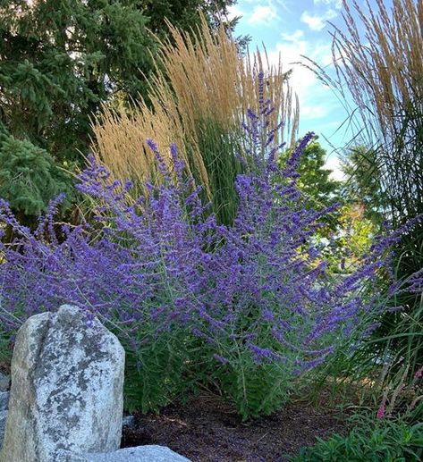 Plant Russian Sage in Your Garden to Have Blooms Forever Border Garden, Companion Planting Vegetables, Small House Garden, Russian Sage, Sage Plant, Herb Containers, Container Vegetables, Herb Garden Design, Vertical Garden Diy