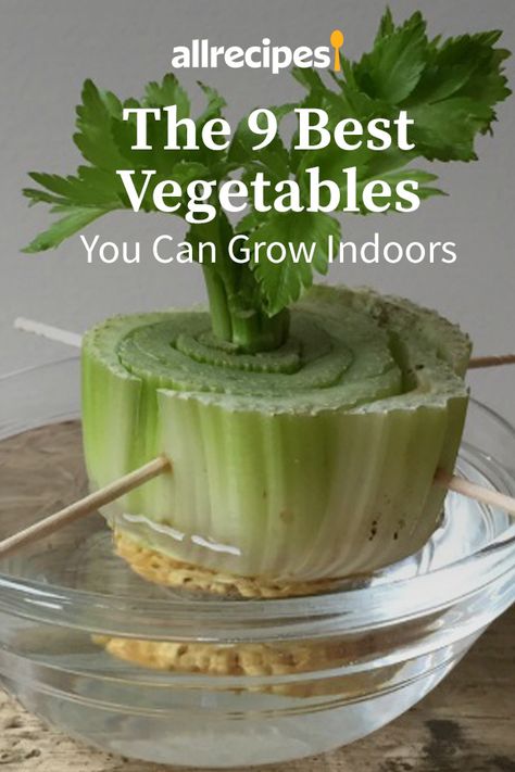 How To Start Growing Plants Indoors, Indoor Potato Growing, Grow Plants Indoors, Plants To Grow At Home, Vegetables You Can Grow Indoors, Indoor Planting Vegetables, Growing Plants At Home, Indoor Veggie Garden Diy, Veggies To Grow Indoors