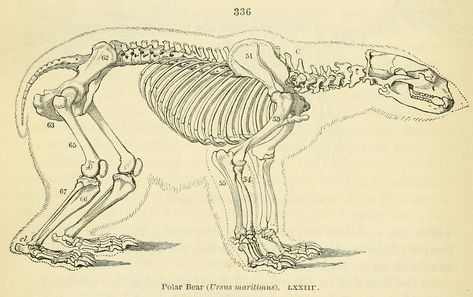 Bear Spirit Animal, Polar Bear Art, Anatomy Physiology, Vulture Culture, Animal Anatomy, Animal Study, Scientific Illustration, Bear Art, Anatomy And Physiology