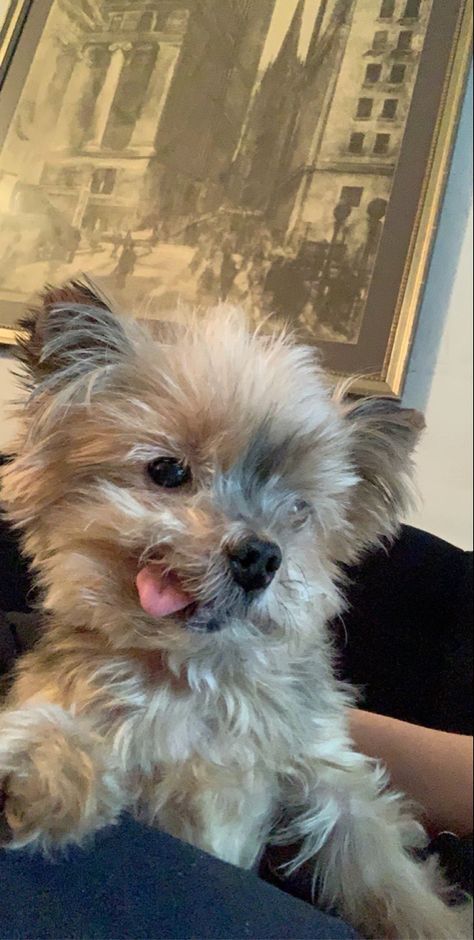 Dog, Puppy, Fluffy, Cute, Yorkie, Angel, New Yorker, City Dog Yorker Puppies, Puppy Fluffy, York Dog, Scruffy Dogs, City Dog, Dog Puppy, New Yorker, Yorkie, Cute Animals