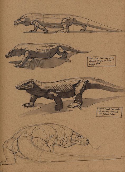 ArtStation - Komodo dragon, Floris van der Peet: Dragon Anatomy, Dragon Sketch, Komodo Dragon, Animal Study, Draw Animals, Drawing Animals, Animal Anatomy, Animal Reference, 다크 판타지