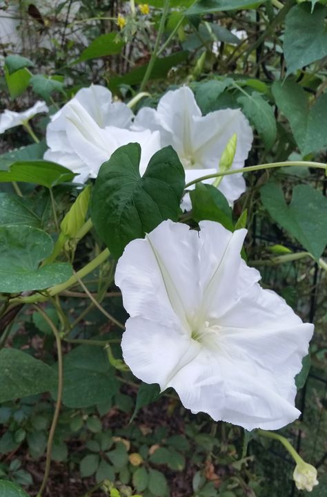 Moonflower | Annual Vine | night flowering | Big Showy Blooms Later in Season Moon Flower Vine, Moonflower Vine, Blue Flowers Garden, Azaleas Garden, Climbing Flowers, The Deep South, Night Flowers, Zone 5, Fine Gardening