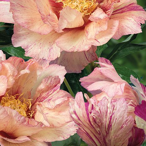 Itoh Peony, Itoh Peonies, Scent Garden, Planting Peonies, Growing Peonies, Garden Compost, Cut Flower Garden, Love Garden, Hardy Perennials