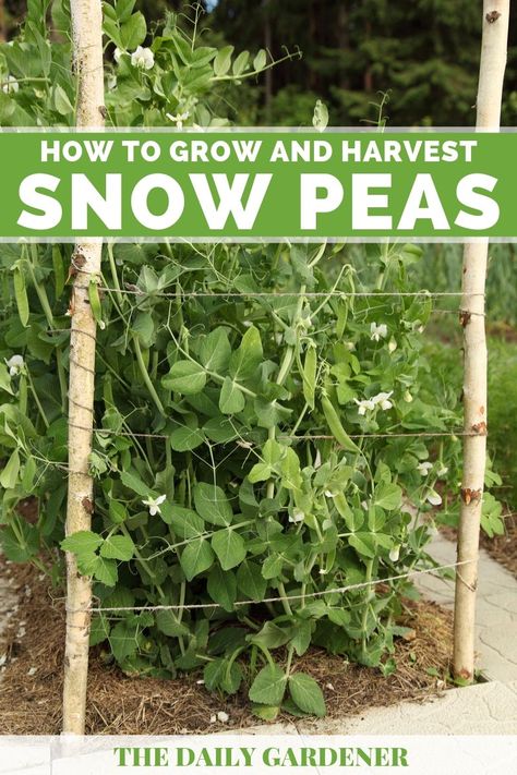 Peas Plant, Growing Snow Peas, How To Grow Peas, Grow Peas, Pea Trellis, Growing Peas, Pea Plant, Vegetable Garden Diy, Snow Peas