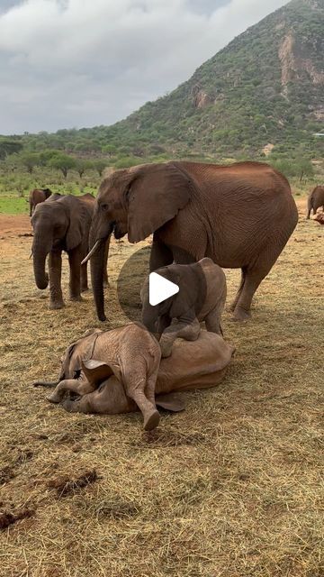 Pygmy Elephant, Baby Elephants Playing, Elephants Playing, Sheldrick Wildlife Trust, Happy Elephant, Elephant Walk, Elephants Photos, Amazing Animal Pictures