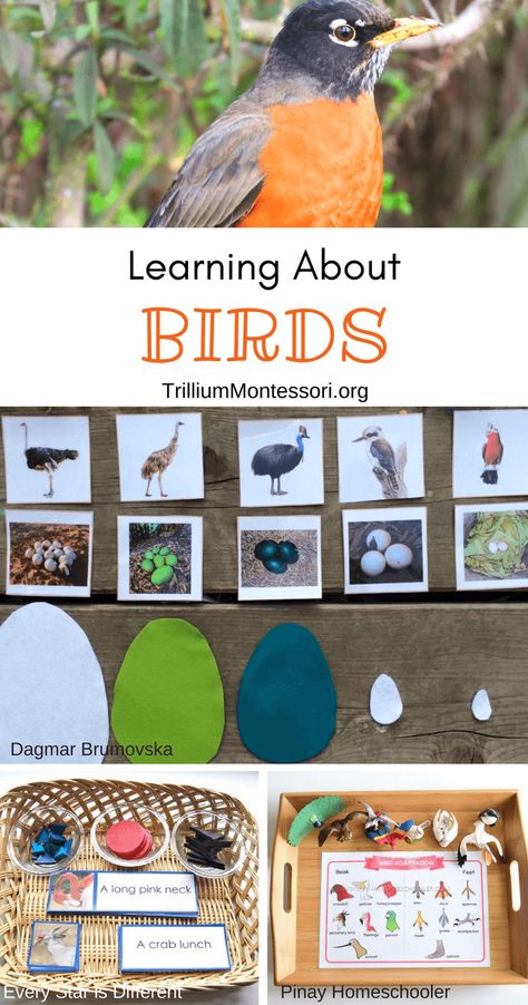 Montessori Resources for Learning About Birds - Trillium Montessori Bird Inquiry Kindergarten, Preschool Bird Theme, Birds Kindergarten, B Is For Bird, Bird Activities, Egg Printable, Montessori Resources, Montessori Science, Montessori Lessons