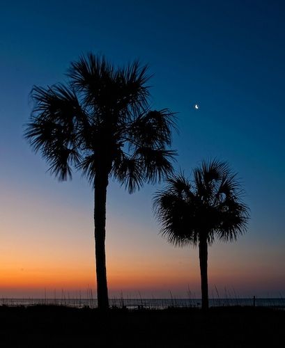 South Carolina State Flag, Residential Landscape Design, Spartanburg South Carolina, Palmetto Tree, Palmetto Moon, Residential Landscape, Stucco Homes, South Carolina Beaches, Carolina Girl