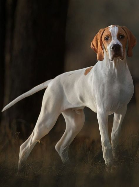 Play-biting, nipping, is a normal part of puppy behavior, but that doesn't mean you have to be ok with it.  are some tips on how to stop this behavior! #dogtrainingadvicetips #dogbehavior #dogtraining #dogobedience #dogs #dogtrainingtips #dogtips #dogcalm English Pointer Dog, Hunting Dogs Breeds, Regard Animal, English Dogs, Pointer Puppies, English Pointer, Hunting Art, Pointer Dog, Purebred Dogs