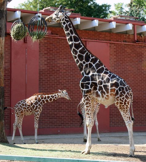 Dikembe! (Denver Zoo) Hoofstock Enrichment, Giraffe Enrichment Ideas, Giraffe Enclosure Design, Zoo Buildings, Zoo Enclosures, Giraffe Enrichment, Zoo Enrichment, Animal Enclosures, Animal Enrichment