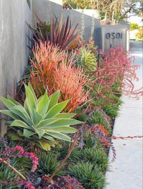 Red Yucca Landscape Ideas, Low Maintenance Desert Landscaping Front Yard, Mexican Front Yard Landscaping, Desert Oasis Landscape, Phoenix Landscaping Ideas, Gravel Landscaping Front Yard, Zone 8a Landscaping, North Texas Landscape Ideas, High Desert Landscaping Ideas