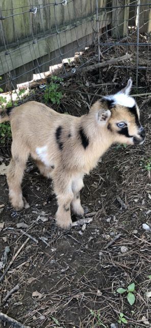 NIgerian Dwarf Goats For Sale Mini Goats Pet, Goats Cute, Goat Pictures, Goats For Sale, Goat Picture, Mini Goats, Pet Goat, Animal Aesthetic, Goat Care