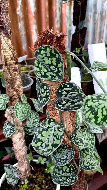 Scindapsus Varieties, Scindapsus Tricolor, Plant Friends, Dream Plants, Unusual Plants, Plant Aesthetic, Pretty Plants, Climbing Plants, Indoor Plant