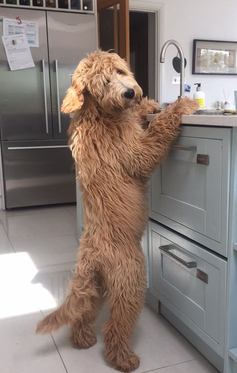 Goldendoodle Grooming, Saint Bernards, Golden Doodles, Australian Labradoodle, Huge Dogs, Cocker Spaniel Puppies, Spaniel Puppies, Golden Doodle, A Teddy Bear