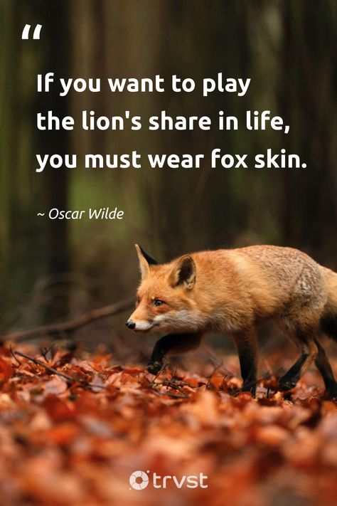 "If you want to play the lion's share in life, you must wear fox skin." - Oscar Wilde Navigating life's complexities requires wit and adaptability, just like a fox. How will you channel your inner fox today? #trvst #quotes #bethechange #planetearthfirst #foxquotes #life #wisdom #OscarWilde #adaptability 📷 @zmachacek Fox Symbolism, Fox Quotes, Animal Sayings, Oscar Wilde Quotes, Nature Photographers, Fox Dog, Forest Fox, Fennec Fox, Life Wisdom