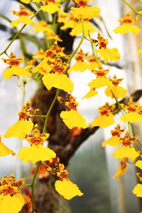 Dendrobium Orchids Care, Dancing Lady Orchid, Oncidium Orchids, Gardening Photography, Fulvic Acid, Dendrobium Orchids, Orchid Pot, Nature Photographer, Orchid Care