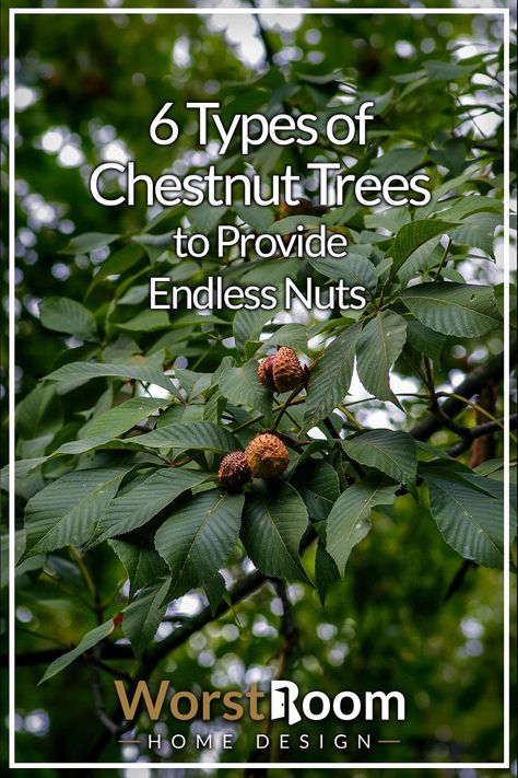 Types of Chestnut Trees Chinese Chestnut Tree, How To Grow Chestnut Tree From Seed, American Chestnut Tree, Chestnut Tree, Chesnut Tree, Sweet Chestnut Tree, Food Plots For Deer, Deer Food, Hazelnut Tree